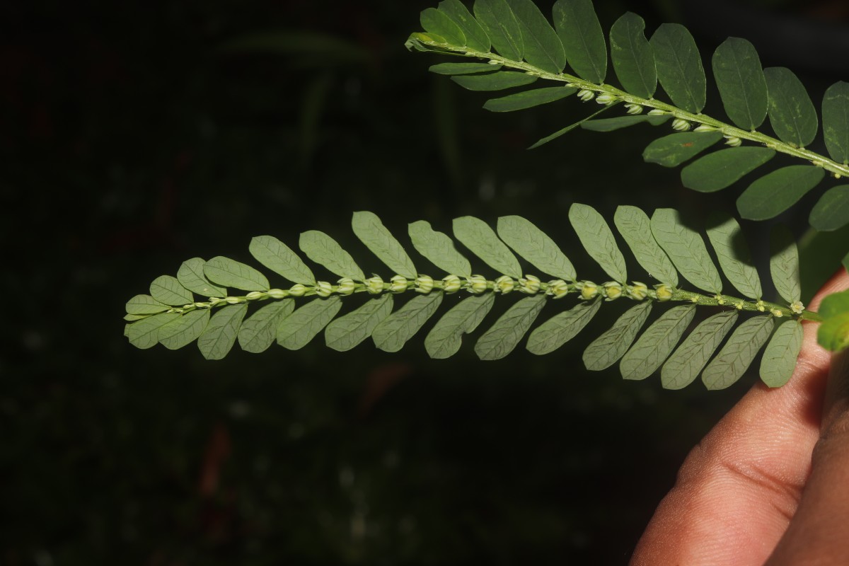 Phyllanthus amarus Schumach. & Thonn.